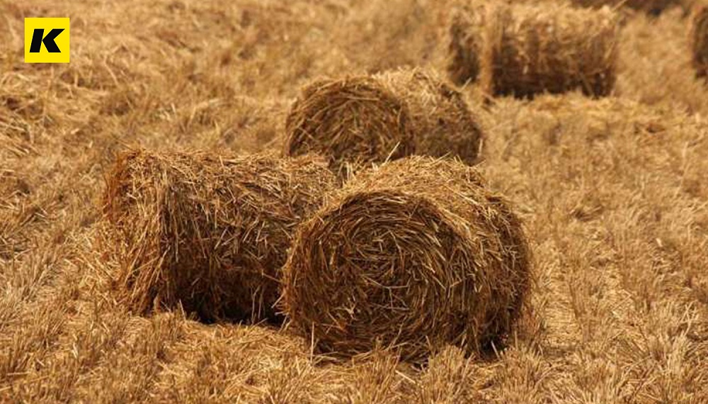 秸稈環(huán)保餐具的市場前景為什么這么好？！